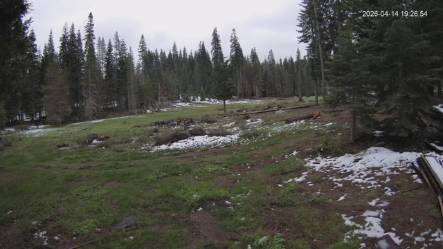 a little bit of snow in a green meadow surrounded by tall pines