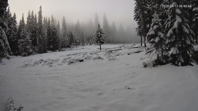 A snowy meadow with some fog in the trees