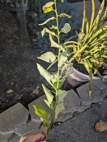 A fresh lemon tree branch with long thorns. The leaves are wilting because it has been detached from the tree for several days