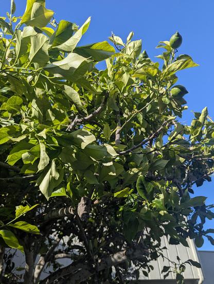 A lemon tree with some thorns