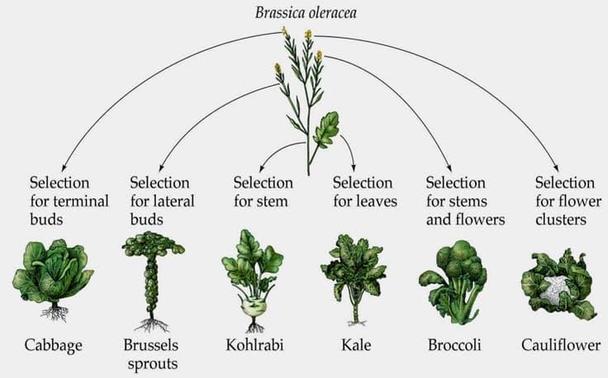 Image showing a group of related vegetables.
Start with Brassica oleracea.
Selection for terminal buds = cabbage.
Selection for lateral buds = Brussels sprouts.
Selection for stem = kohlrabi.
Selection for leaves = kale.
Selection for stems and flowers = broccoli.
Selection for flower clusters = cauliflower.