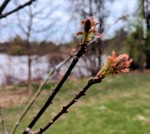 Two twigs, tipped with buds bursting open to reveal reddish leaves.