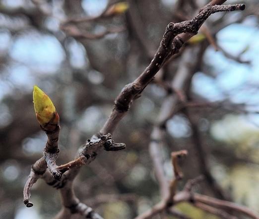 A single bud on a rough brown branch begins to open, a hint of green pushing through against a muted, out-of-focus background.