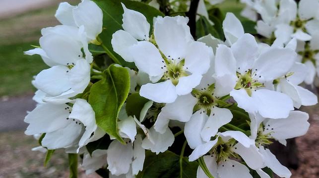 A cluster of delicate white flowers in bloom, each with soft petals, pale green centers, and tiny dark-tipped stamens, set among bright green leaves.