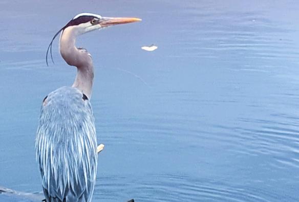 A blue-gray heron stands quietly in shallow water, facing right, with a long pointed orange beak and thin head plumes, surrounded by gentle ripples.