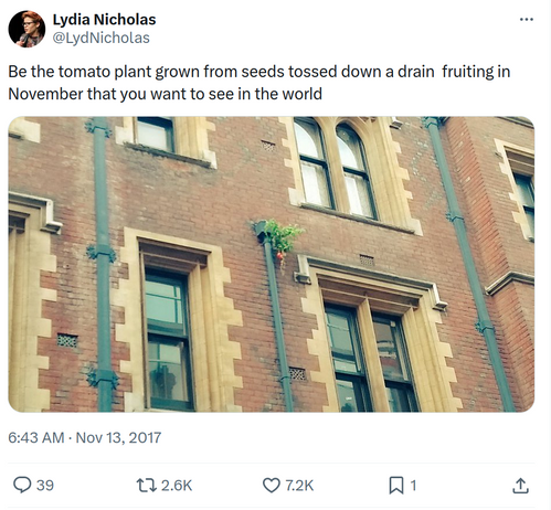 A screenshot of a tweet with a photo, by Lydia Nicholas @LydNicholas, "Be the tomato plant grown from seeds tossed down a drain fruiting in November that you want to see in the world". On the front side of an ornate brick building with fancy old storm drains, a tomato plant is growing from the top of one of the drains.