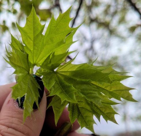 Close up of my hand holding fresh translucent green maple leaves, backlit by soft spring light. Everything looks a little new and a little tempting