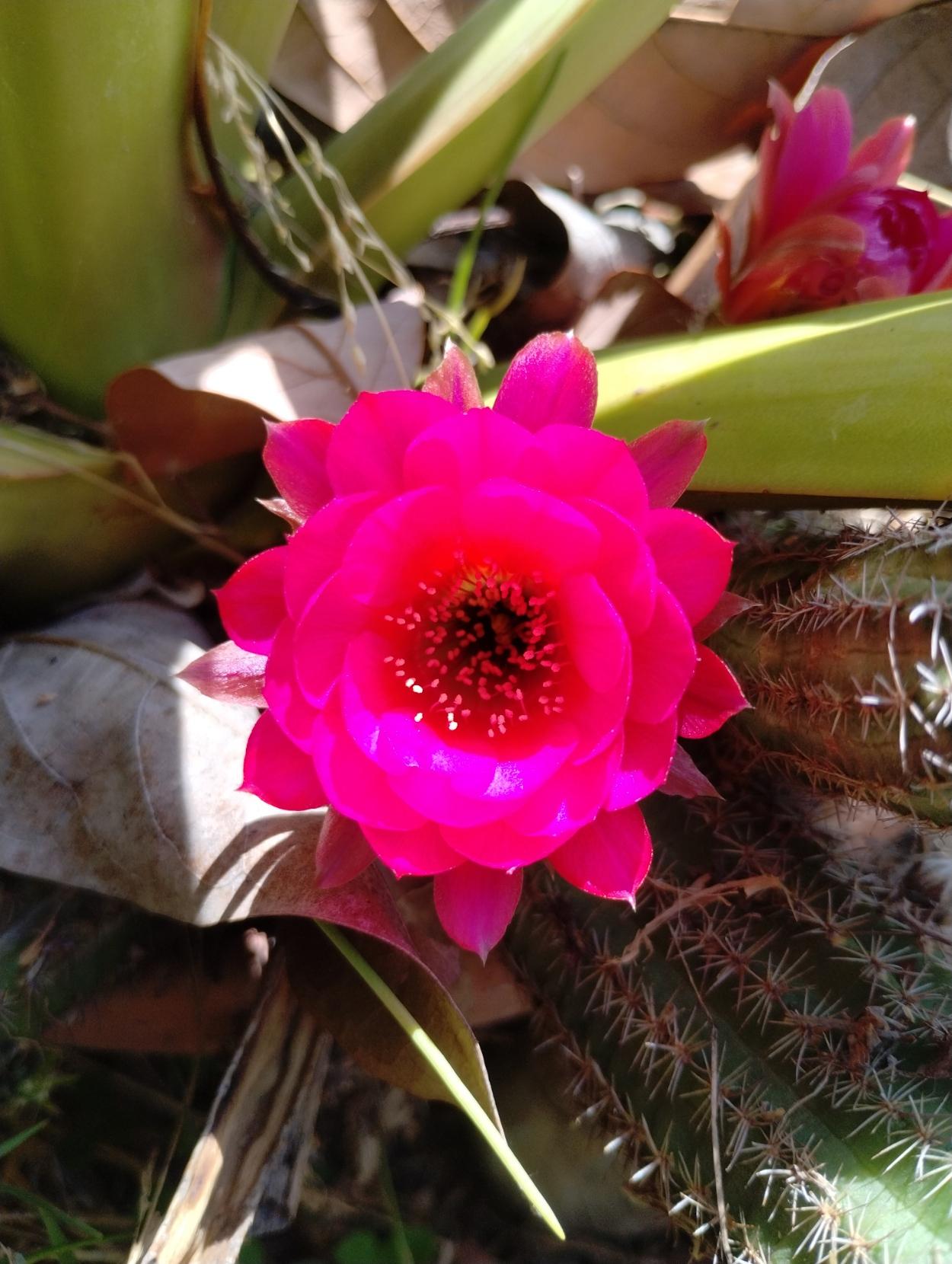 Link Preview Image